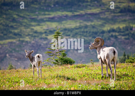 Jugendliche und Erwachsene Dickhornschaf Ovis Canadensis, in der Nähe von Logan Pass Glacier Nationalpark Montana Stockfoto