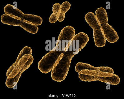Chromosome Stockfoto