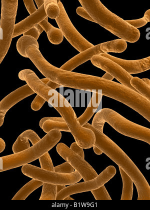 Candida albicans Stockfoto