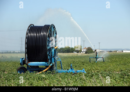 Bewässerung von Pflanzen in Kent. Stockfoto