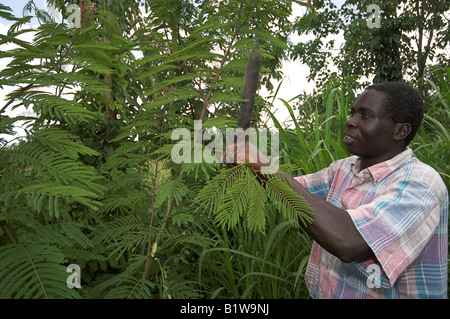 Der Mensch aufhört schneiden Futter Baum zu Kenia Afrika Tiere füttern Stockfoto