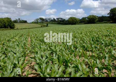 Eine junge Mais Ernte Unkraut frei zwischen den Zeilen in einem großen Feld an einem feinen Sommertag Stockfoto