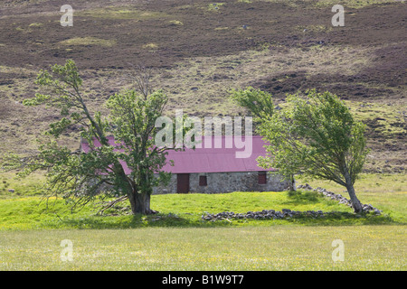 Old Steading, Farm Croft Landscape, Landwirtschaftsfeld und abgelegenes, stillgelegtes Landwirtschaftsgebäude, Blechdach und windgepeitschte Moorbäume in Invernesshire UK Stockfoto