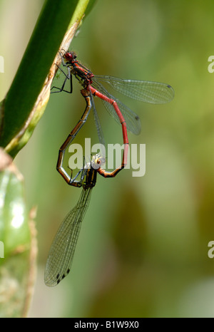 Paarung zweier große rote Libellen Pyrrosoma Nymphula in einer Herzform-union Stockfoto