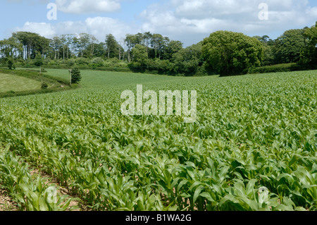 Eine junge Mais Ernte Unkraut frei zwischen den Zeilen in einem großen Feld an einem feinen Sommertag Stockfoto