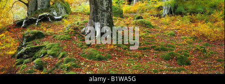 Schottland Herbstlaub Teppich von auf dem Boden der Buchenwälder Stockfoto