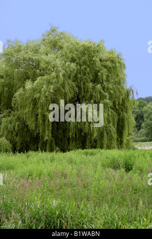 Weinende Weide, Salix Babylonica, Salicaceae Stockfoto