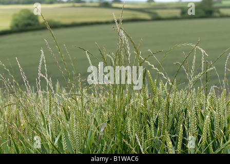 Weidelgras Lolium Perenne Blume Spitzen Ungräser in einer Weizenernte im Ohr Stockfoto