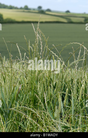 Weidelgras Lolium Perenne Blume Spitzen Ungräser in einer Weizenernte im Ohr Stockfoto