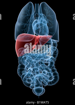 hervorgehobene Leber Stockfoto