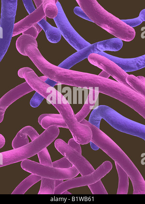 Candida albicans Stockfoto