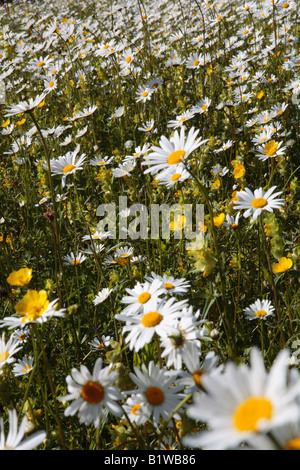 Oxeye Daisy und Butterblume Blume in Wiese Stockfoto