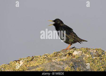 Starling Sturnus Vulgaris gehockt Flechten bedeckt Rock Gesang auf North Uist, Schottland im Mai. Stockfoto