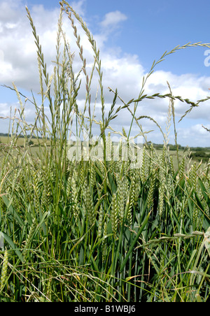 Weidelgras Lolium Perenne Blume Spitzen Ungräser in einer Weizenernte im Ohr Stockfoto