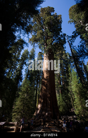 General Sherman, ein Riesenmammutbaum im Sequoia National Park, Kalifornien, USA, der größte Baum der Welt (nach Volumen) ist. Stockfoto