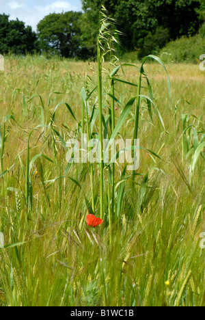 Wild Oats Avena Fatua Blüte in einer schwachen Gerste Ernte Grün ins Ohr Stockfoto