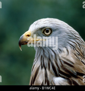 Milan royal Rotmilan roten Drachen Milvus Milvus Porträt Tiere Aves Vögel Greifvögel Europa Europa Falconiformes Gabelweihe Gre Stockfoto