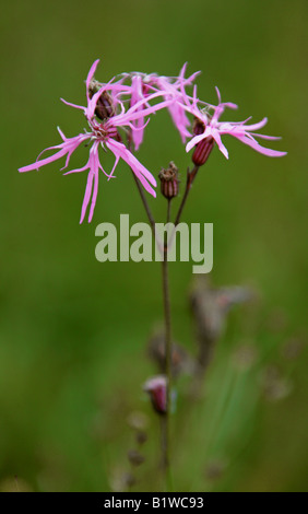 Ragged Robin, Lupinus flos-cuculi, Caryophyllaceae Stockfoto