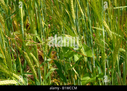 Eine schwarze Ackerwinde Bilderdykia Convolvulus Pflanze verdrehen seinen Weg durch eine schwache Gerste Ernte im Ohr Stockfoto