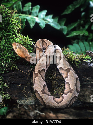 Südlichen Copperhead (Agkistrodon Contortix Contorix) Stockfoto