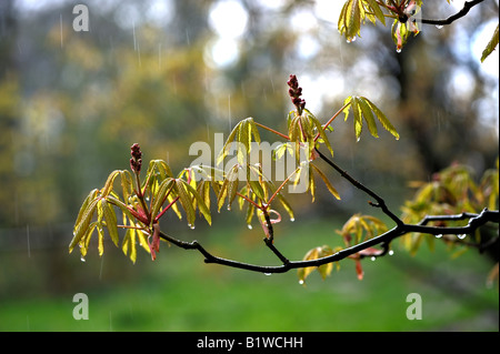 Rote Rosskastanie Aesculus Pavia eine kleine Laubbaum oder Strauch zu Vereinigte Staaten auch bekannt als rote Rosskastanie wollig buckeye Stockfoto