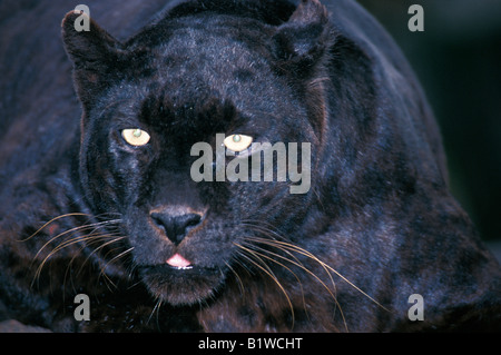 Panthère Noire Schwarzer Panther Black Panther Panthera Pardus schwarze Farbe Phase des Leoparden Knurren Afrika Afrika Tier behavi Stockfoto