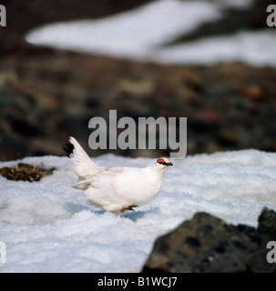 Lagopede Alpenschneehuhn Schneehühner Lagopus Mutus Lagopus Muta weiblich zu Fuß auf Schnee Alpen Schneehuehner Alpen-Schneehuhn Tier Stockfoto