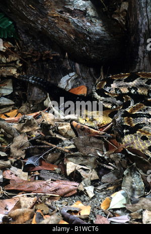 Canebreak-Klapperschlange (Crotalus Horridus Atricaudatus) Stockfoto