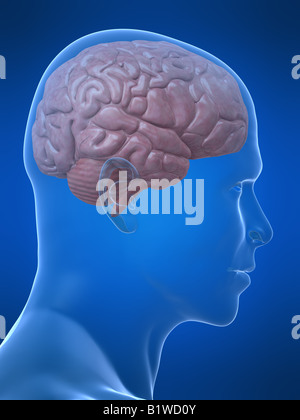 menschliche Gehirn Stockfoto