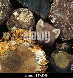 Martre Baummarder europäischen Baummarder Martes Martes Youngster auf Holz Tiere Canoidea Carnivora Raubtiere Europa Europa Jungt Stockfoto