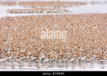 Shorebird Migration auf den Copper River Delta Chugach National Forest Cordova-Alaska Stockfoto