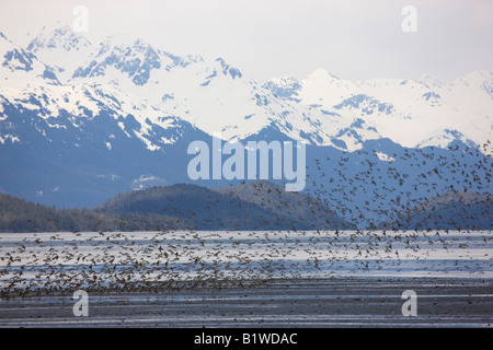 Shorebird Migration auf den Copper River Delta Chugach National Forest Cordova-Alaska Stockfoto