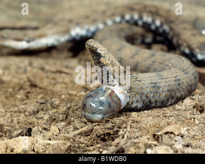 Vipere Aspi Aspisviper Asp Viper Vipera Aspis Geburt kleine Viper Entbindung Tiere Asp Viper Aspik Viper Aspisvipern Eur Stockfoto