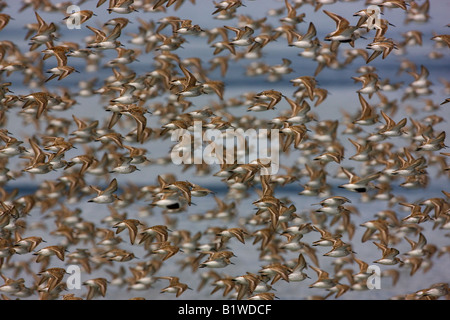 Shorebird Migration auf den Copper River Delta Chugach National Forest Cordova-Alaska Stockfoto