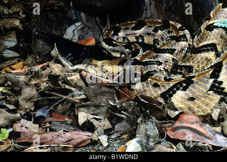 Canebreak-Klapperschlange (Crotalus Horridus Atricaudatus) Stockfoto