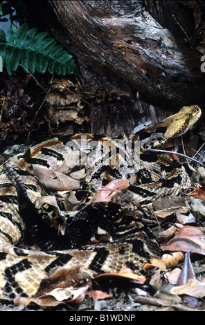 Canebreak-Klapperschlange (Crotalus Horridus Atricaudatus) Stockfoto