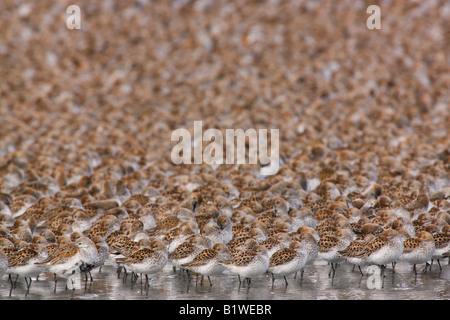 Strandläufer und Alpenstrandläufer Shorebird Migration der Copper River Delta Chugach National Forest Cordova-Alaska Stockfoto