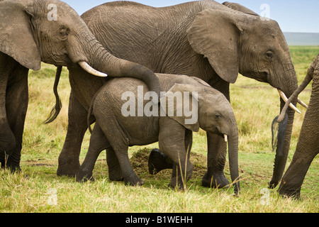 Close up action Baby Elephant walking zwischen Erwachsenen ihren Müttern Trunk auf dem Rücken, die in der offenen Savanne der Masai Mara in Kenia ruhen Stockfoto