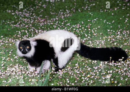 Schwarz und weiß Ruffed Lemur Varecia Variegata Variegata Schwarz Weisser Vari Seite Madagaskar Le Mur Variegatus Varecia variegat Stockfoto