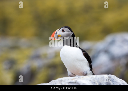 Papageitaucher (Fratercula Arctica) auf einem Felsen mit Blick auf Meer Stockfoto