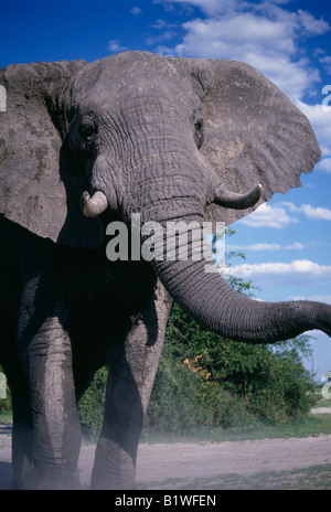 Süd Afrika Ost Transvaal Krüger-Nationalpark Stockfoto