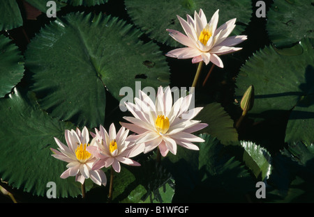 Indonesien Bali Lovina Kalibubuk Lotus Blumen und Blätter in einem Seerose pool Stockfoto