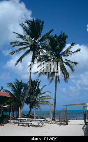 BELIZE in Mittelamerika Caye Caulker Tonis Hotelstrand mit Kokosnuss-Palmen Stockfoto