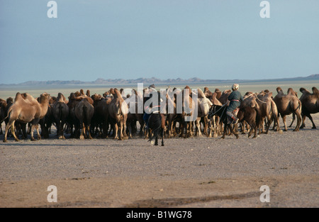 Mongolei South Gobi Landwirtschaft mongolische nomadische Hirten und Frau auf Pferde hüten Bactrian Kamele in trockenen, offenen Landschaft. Stockfoto