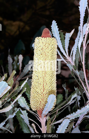 Küste Banksia-Banksia Integrifolia - Familie Proteaceae Stockfoto