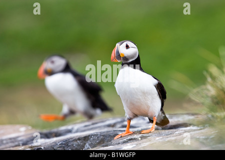 Auf einem Felsen zwei Papageitaucher (Fratercula Arctica) Stockfoto