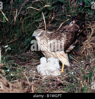 Montagus Harrier Circus Pygargus mit Küken im nest Busard hellblondes Frankreich Afrika Afrika Asien Asien Aves Brutpflege Busard hellblondes Stockfoto