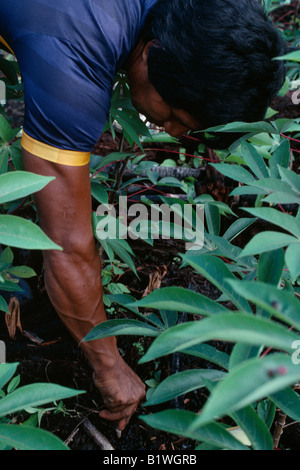 Kolumbien North West Amazon Tukano indigene Völker Stockfoto