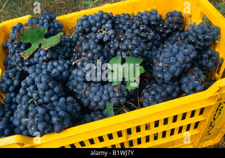 Italien Veneto italienische Seen Lake Garda Bardolino in der Nähe von Verona Trauben von roten Trauben, die für die lokalen Weinproduktion Stockfoto