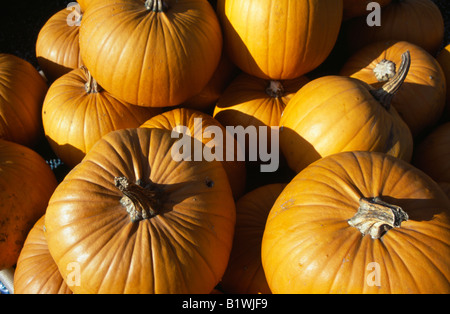 ENGLAND West Sussex Slindon Kürbisse zu verkaufen um Hollween Zeit. Stockfoto